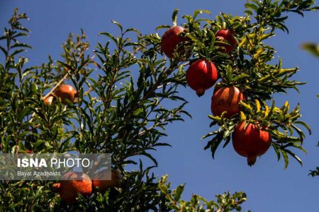 خواص انار برای سلامتی - وب سازان شمال