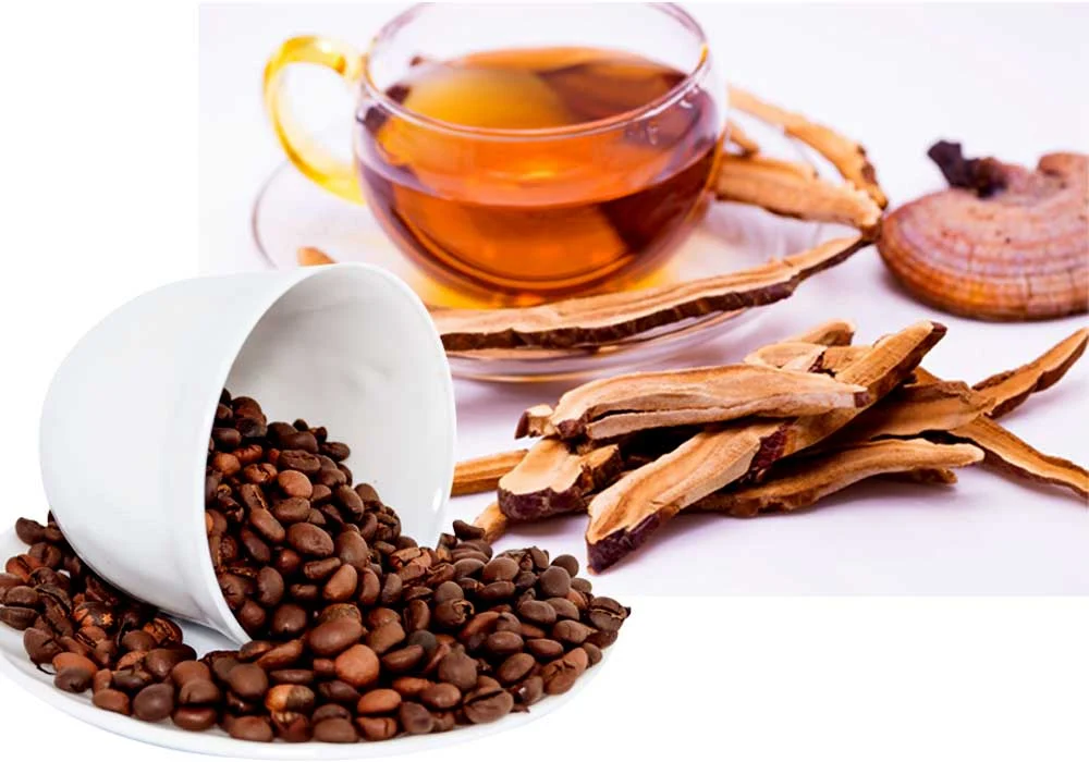 گانودرما | قهوه قهوه گانودرما از کجا تهیه کنیم؟